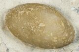 Eocene Fossil Snake Egg - Bouxwiller, France #293126-1